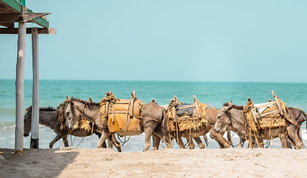 Activities_Horse Riding_Burros.jpg