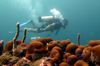 Scuba at Blue Apple Beach House